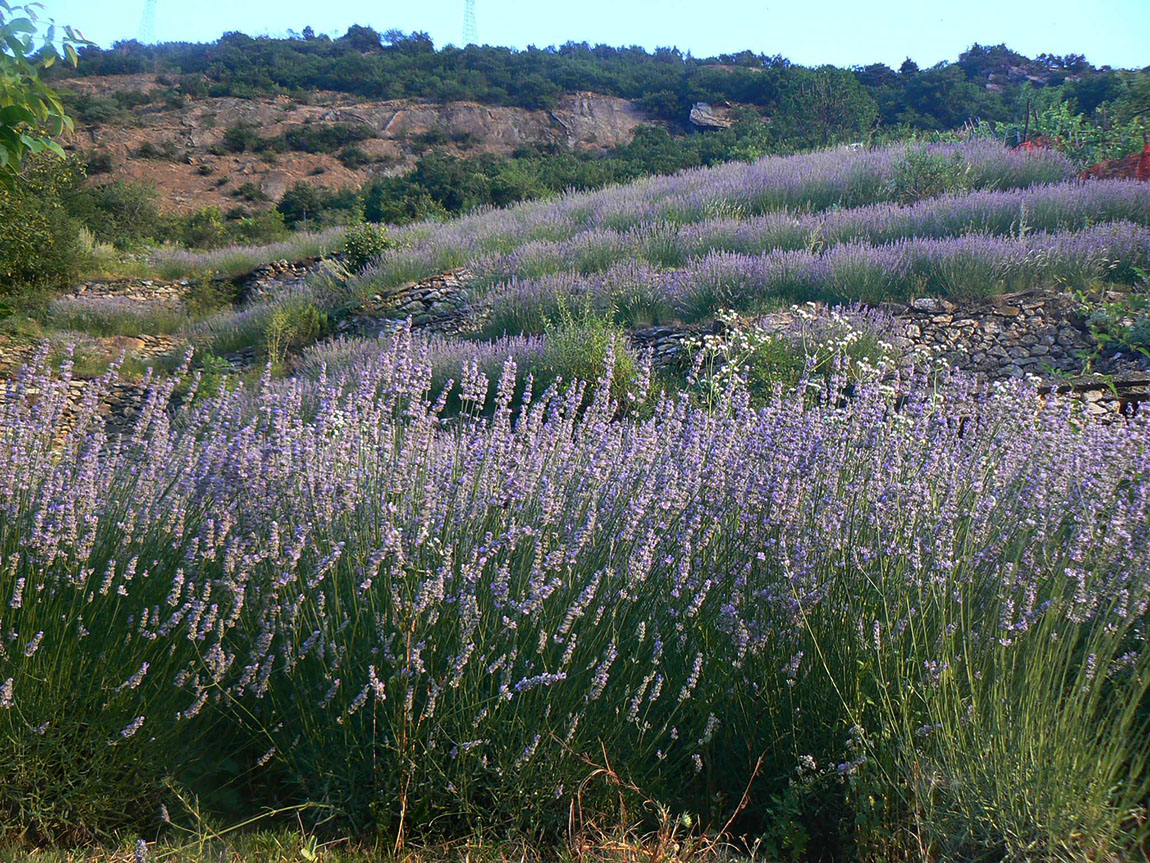 lavanda